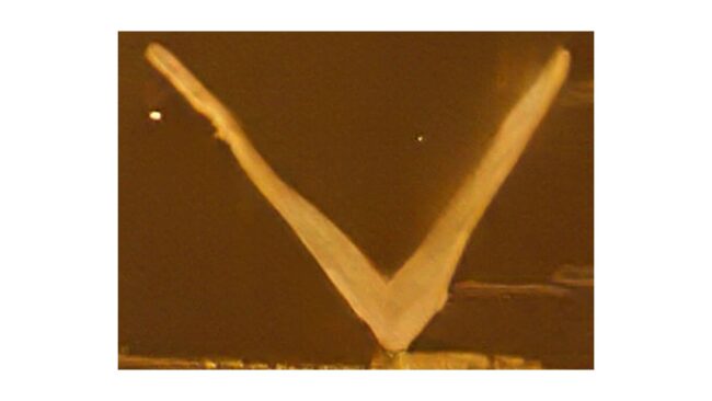 SsangYong Logo 1950-1960